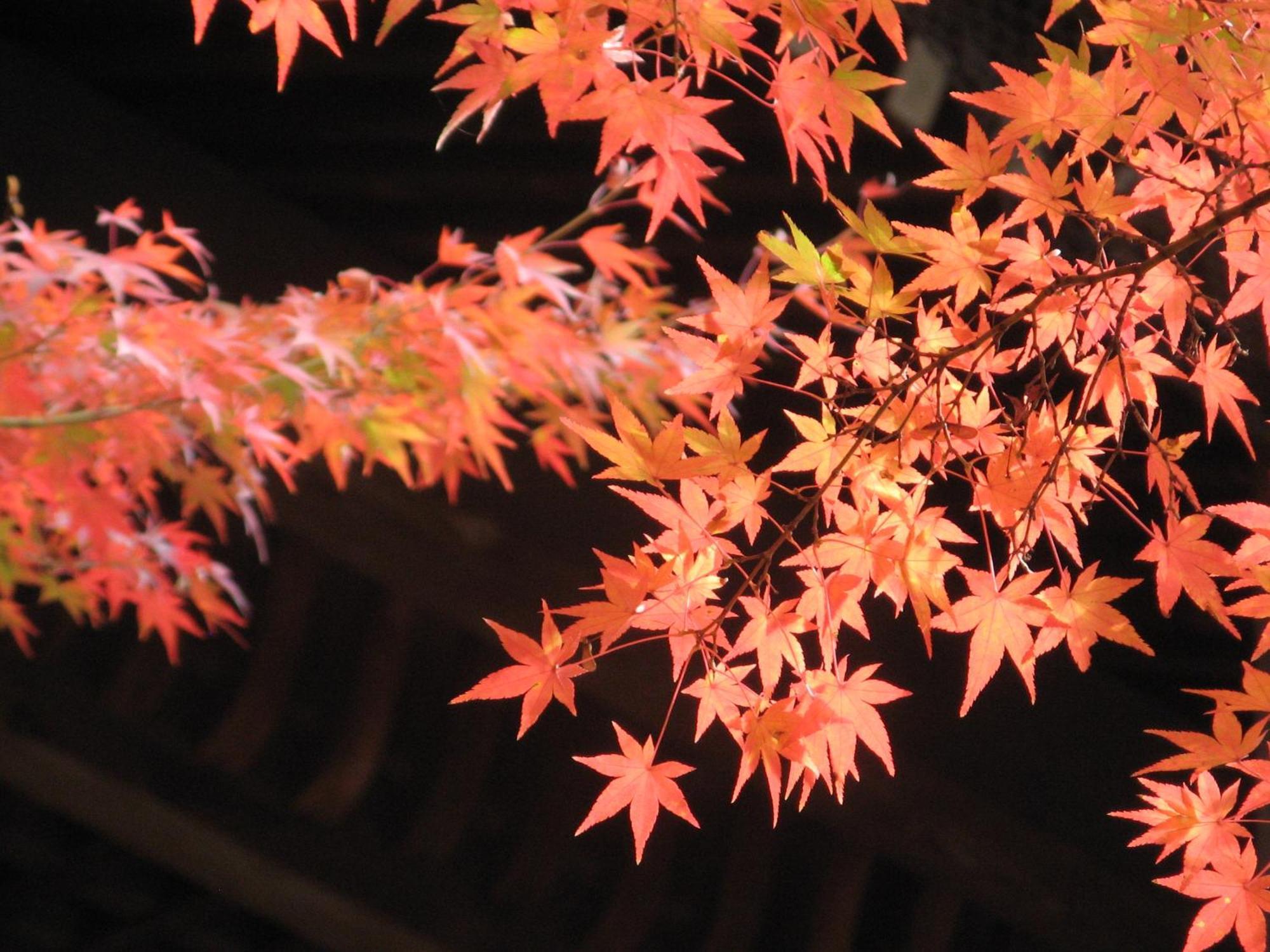 Heian No Mori Kyoto Hotel Bagian luar foto